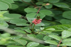 Indigofera hirsuta